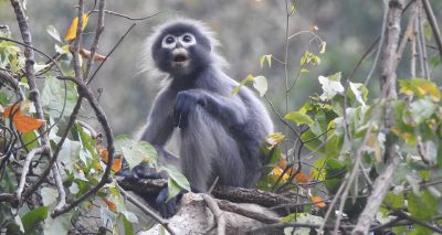 Researchers discover new primate species in Myanmar